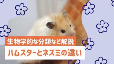 ハムスターはネズミなの?生物学的な分類と5つの違いを詳しく解説のサムネイル画像