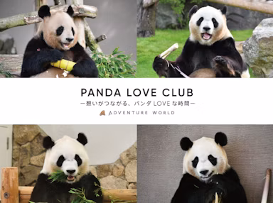 アドベンチャーワールドが「PANDA LOVE CLUB」開始。パンダファンとスタッフが共に創る新たなクラブ活動のサムネイル画像