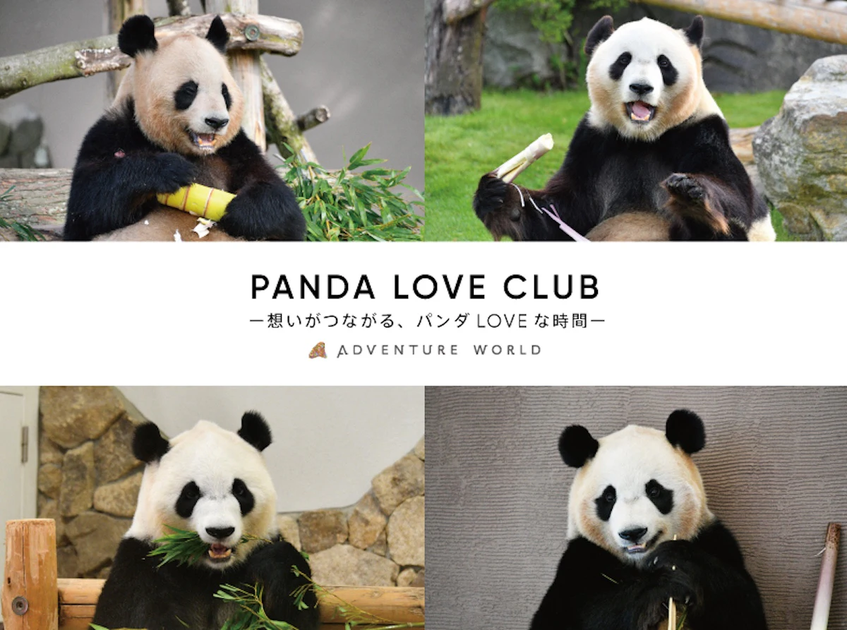 アドベンチャーワールドが「PANDA LOVE CLUB」開始。パンダファンとスタッフが共に創る新たなクラブ活動