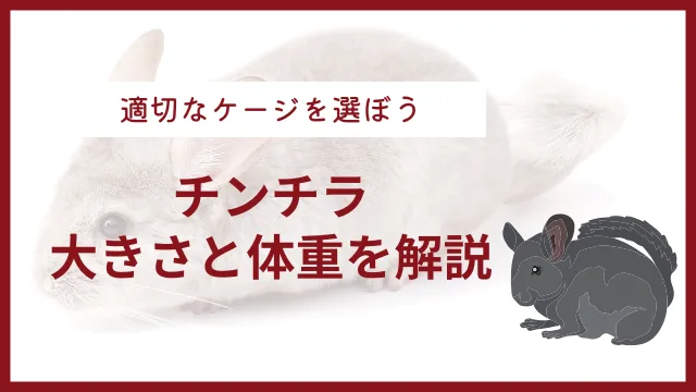 チンチラはどれくらい大きくなる？適切なケージサイズの選び方も解説のサムネイル画像