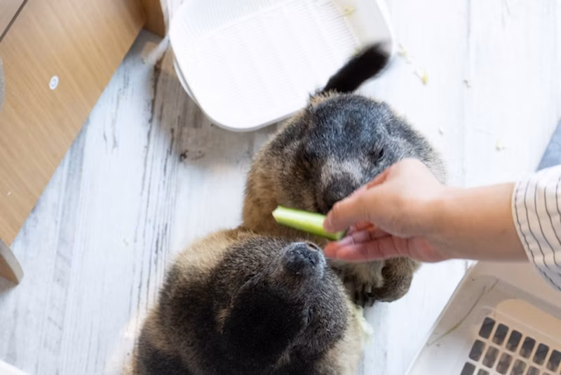 野菜を食べようとする2匹。ギュイーン寸前でした
