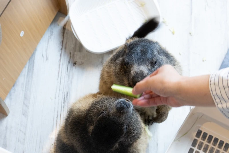 野菜を食べようとする2匹。ギュイーン寸前でした