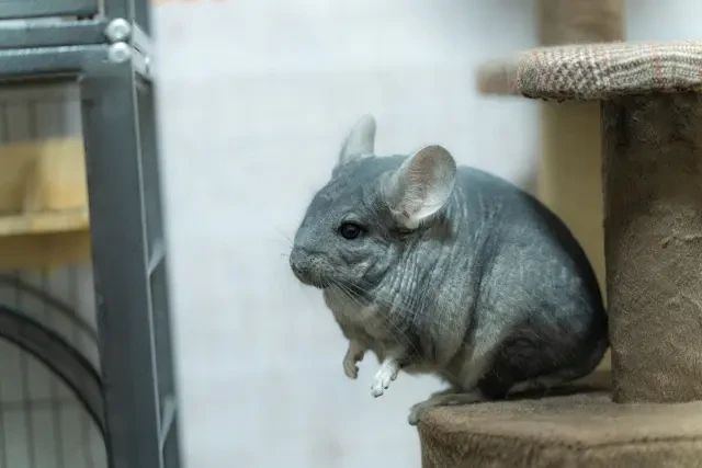 飛ぼうとするチンチラ