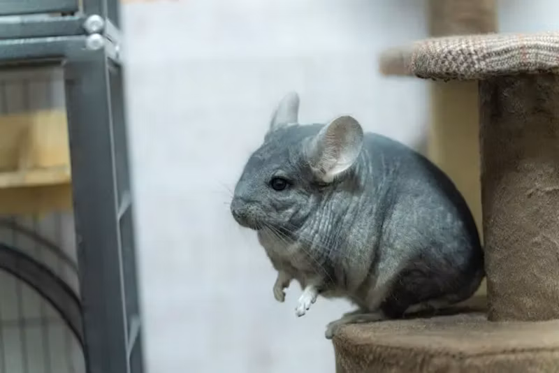 飛ぼうとするチンチラ