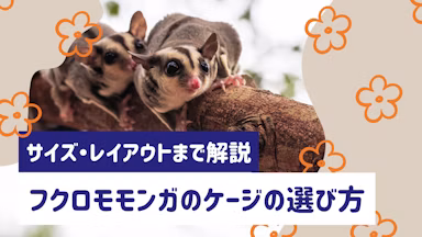 フクロモモンガのケージ選びガイド|サイズ・設置場所・レイアウトまで解説のサムネイル画像