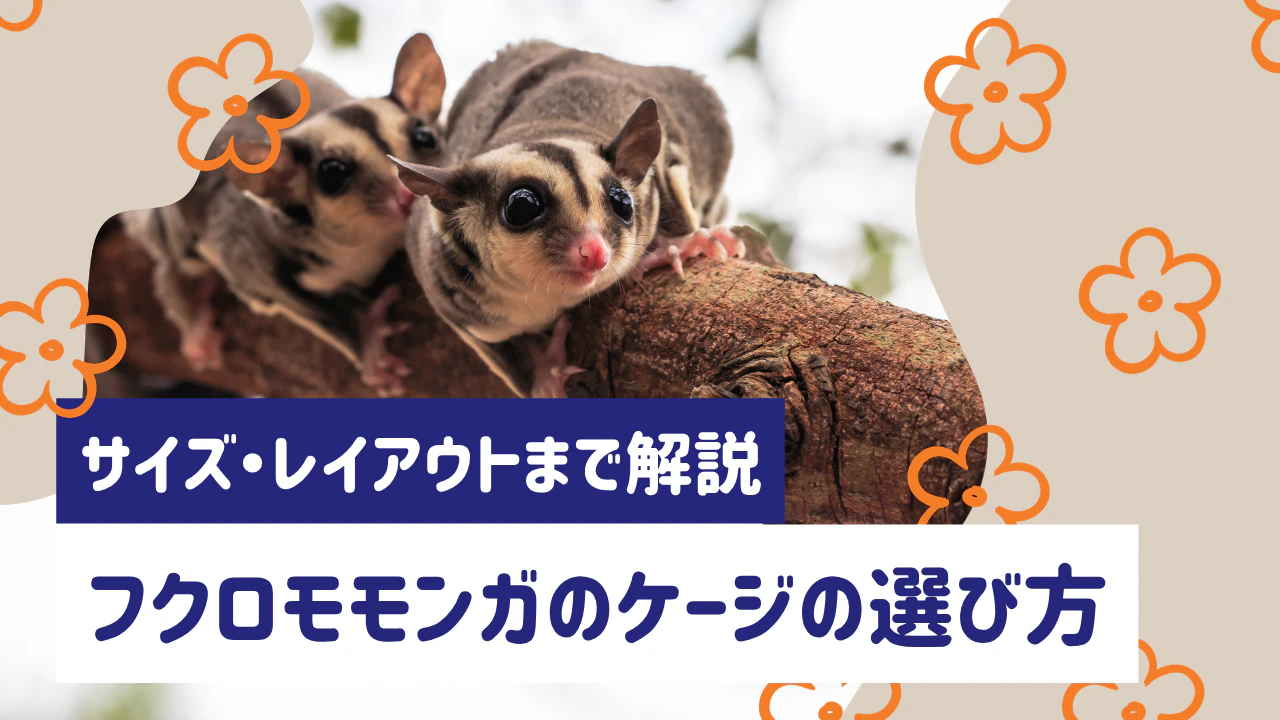 フクロモモンガのケージ選びガイド｜サイズ・設置場所・レイアウトまで