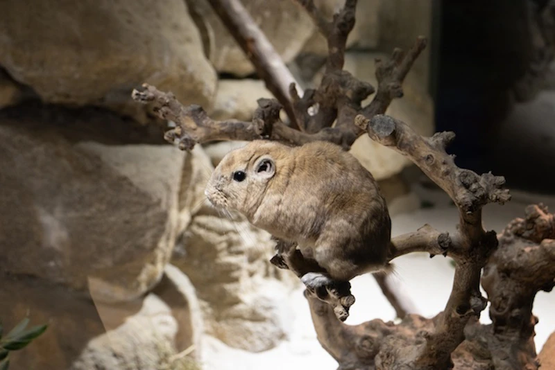 木の枝にとまったグンディ