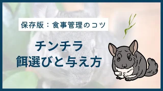 【保存版】チンチラの餌について｜正しい選び方と与え方を徹底解説