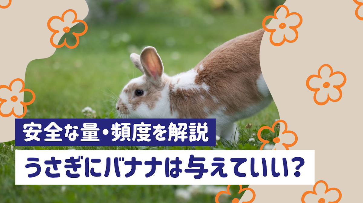 うさぎにバナナは与えてもいい?皮の危険性や安全な量・頻度を解説