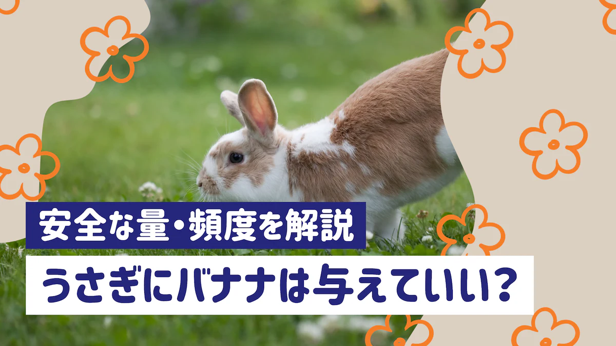 うさぎにバナナは与えてもいい？皮の危険性や安全な量・頻度を解説