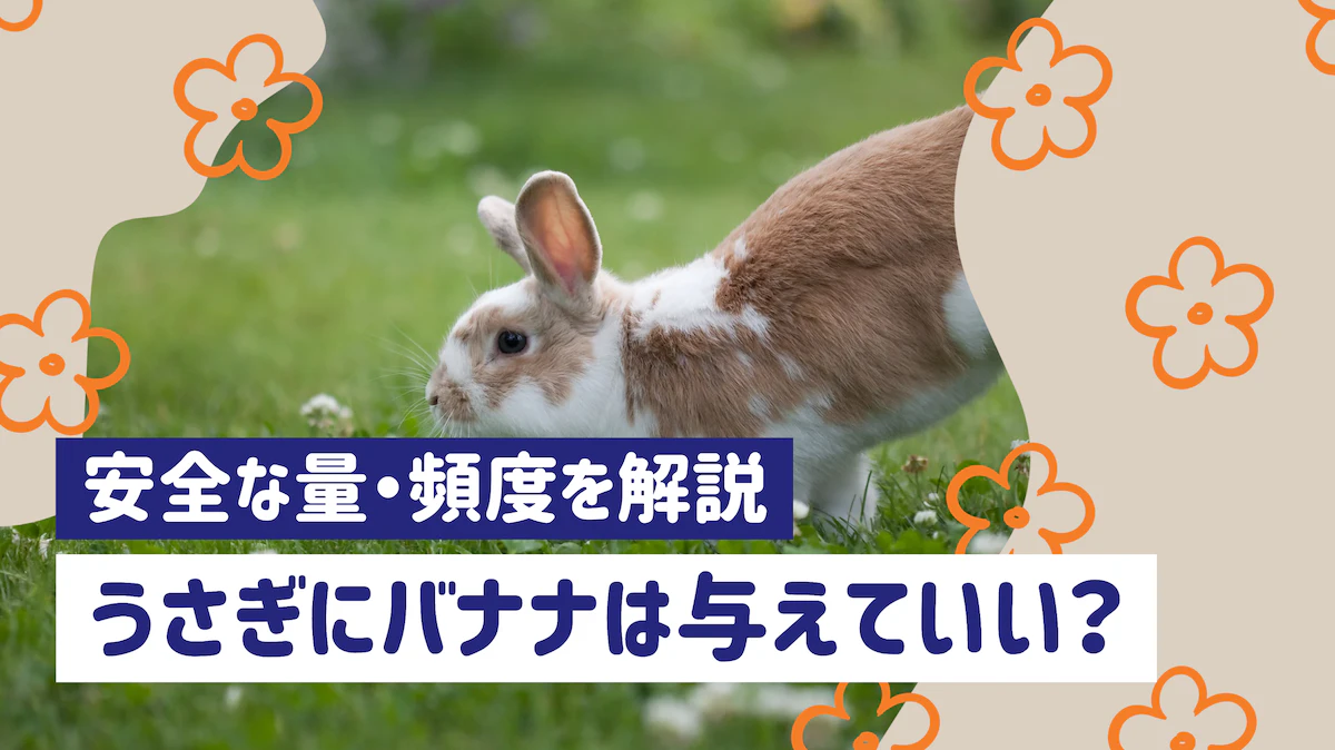 うさぎにバナナは与えてもいい？皮の危険性や安全な量・頻度を解説