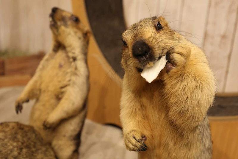 野菜を齧るマーモット