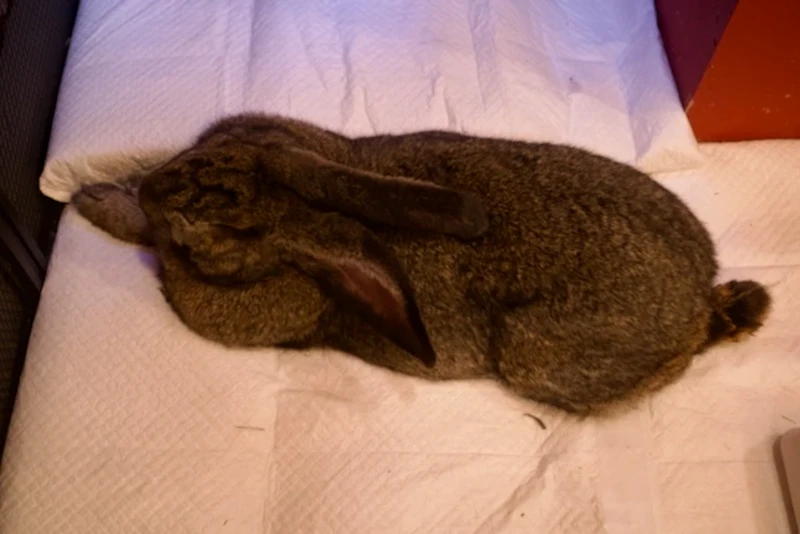 フレミッシュジャイアント（うさぎ）のマツコ