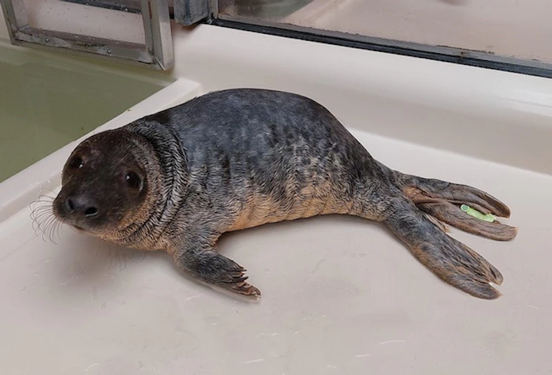 1月下旬の「たつみ」……まだ魚を食べられず流動食だった／©Zeehondencentrum Pieterburen