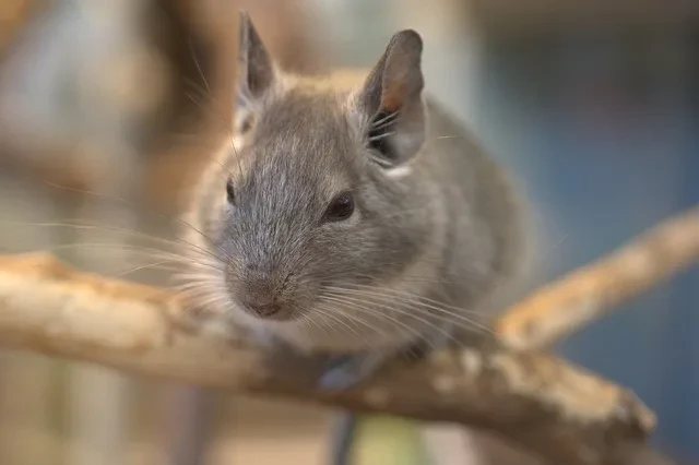 デグー1