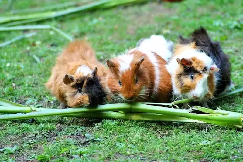 草を食べるモルモット