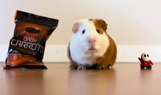 不安なモルモット
