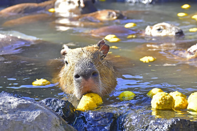 カピバラがゆずをかじると芳香が漂う