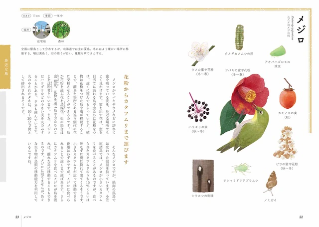 メジロ