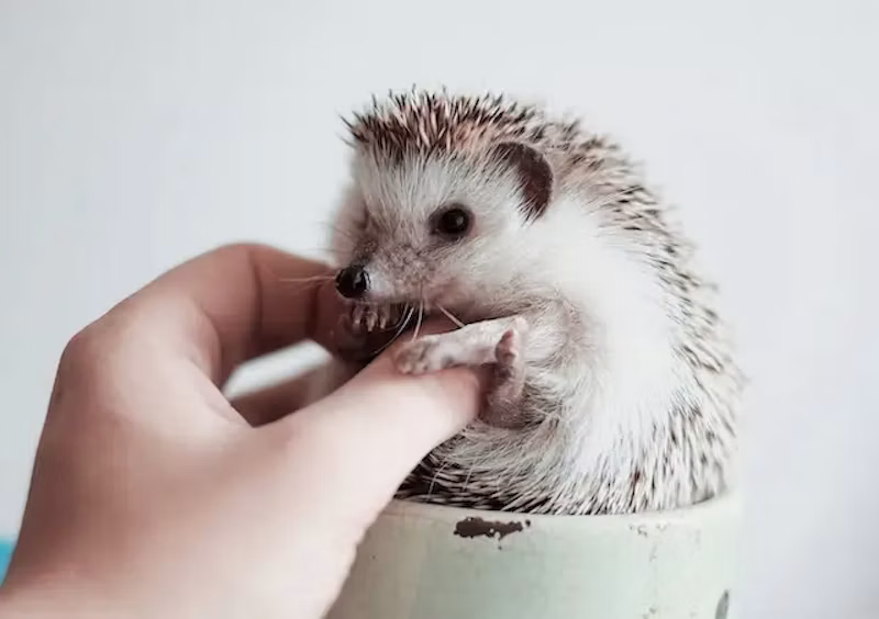 人間の指とハリネズミ