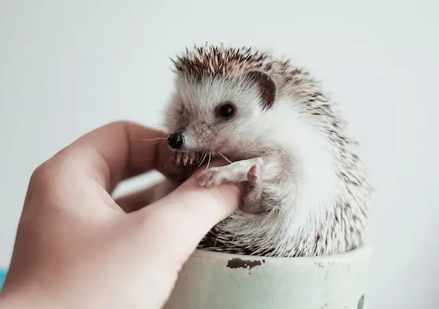 カップに入ったハリネズミ