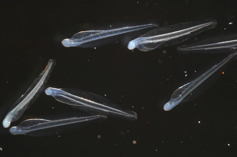 カタクチイワシ(孵化仔魚)