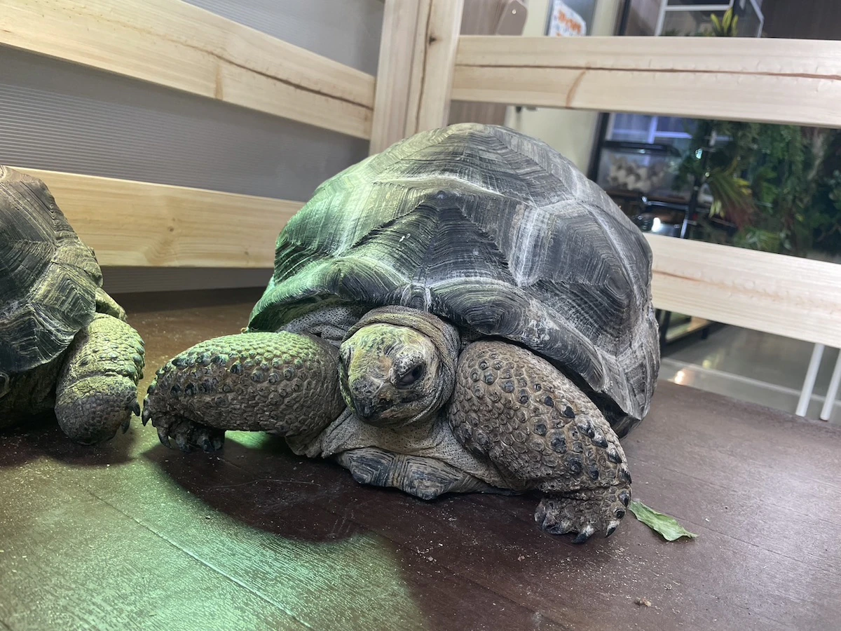 珍しい動物と触れ合える「狭山ふれあい動物園」がオープンのサムネイル画像