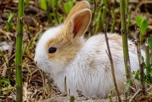 外にいるうさぎ