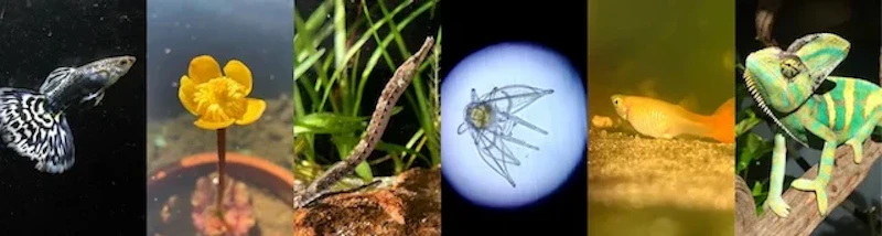 発表を行うファイナリストが飼育する生き物