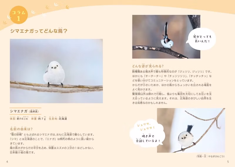 シマエナガってどんな鳥?