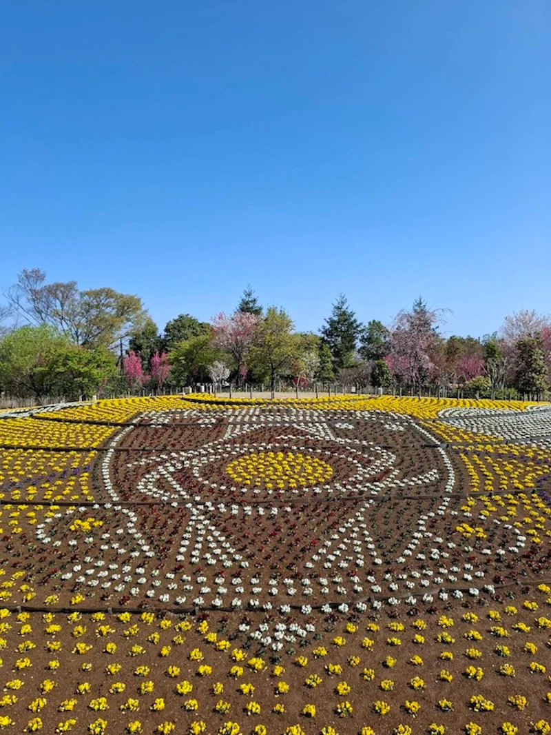 ビオラのクラブエンブレム