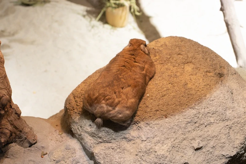 まったりするグンディ