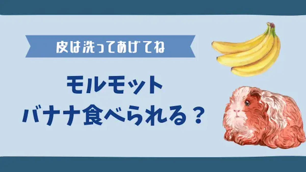 モルモットはバナナも食べる｜皮を与えたり糖分過多には要注意