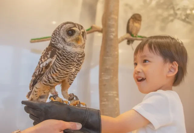 フクロウを乗せる子供