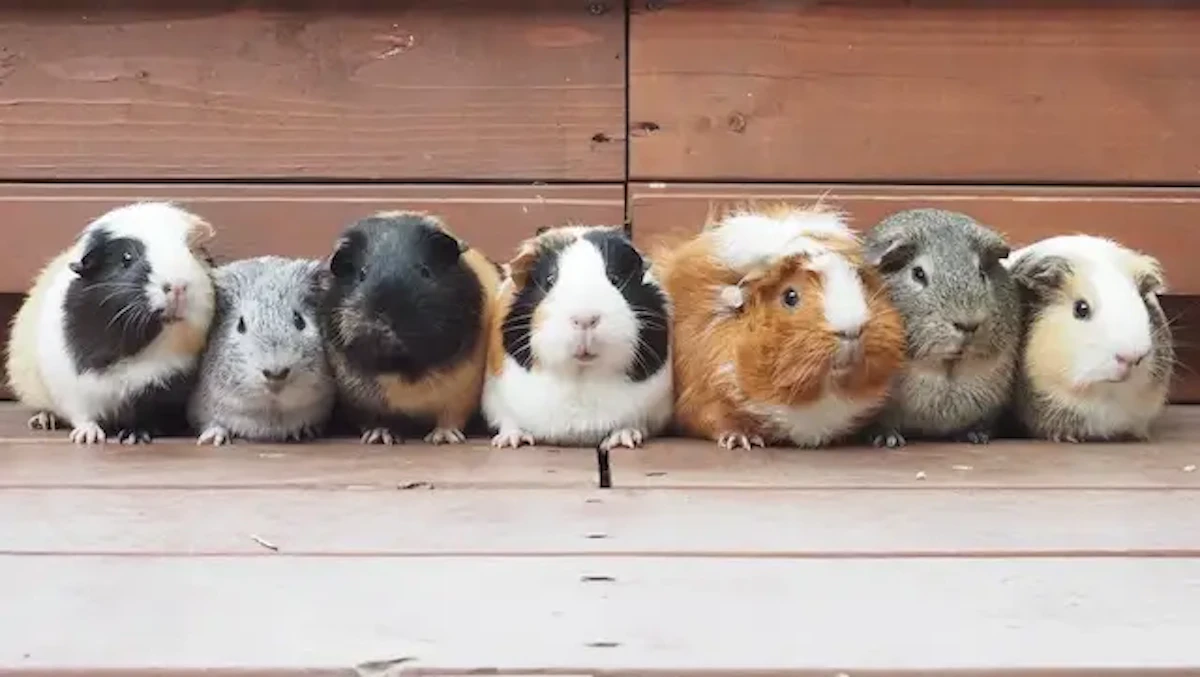 足立区生物園で「モルモル総選挙」2024年も開催！推しモルに投票しよう