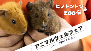 アニマルウェルフェアは「行動を引き出すこと」。ヒノトントンZOO飼育員が語る“飼育の工夫”のサムネイル画像