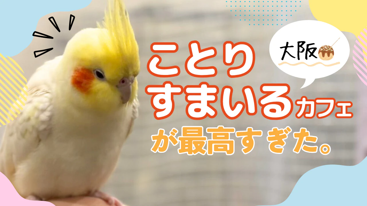 大阪で鳥好きが集う場所。「ことりすまいるカフェ」で過ごす癒しのひとときをレポート