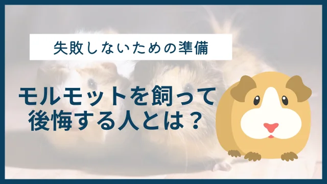 モルモットを飼うと後悔する人って？　失敗しないための準備を解説のサムネイル画像