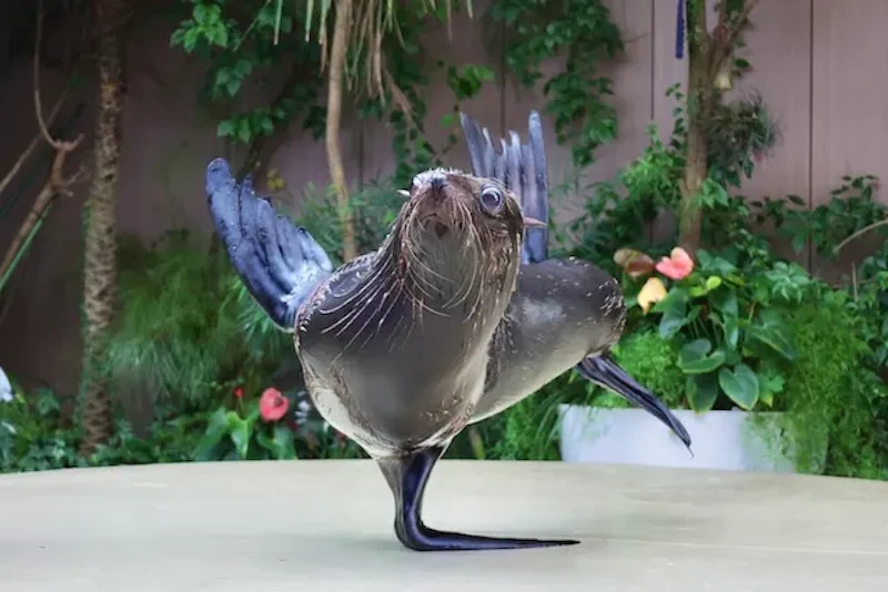 オットセイのミニパフォーマンス３