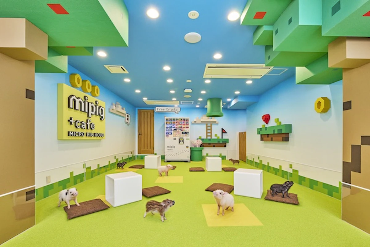 マイクロブタと触れ合えるmipig cafe原宿竹下通り店、新たに「ゲームフロア」がオープン