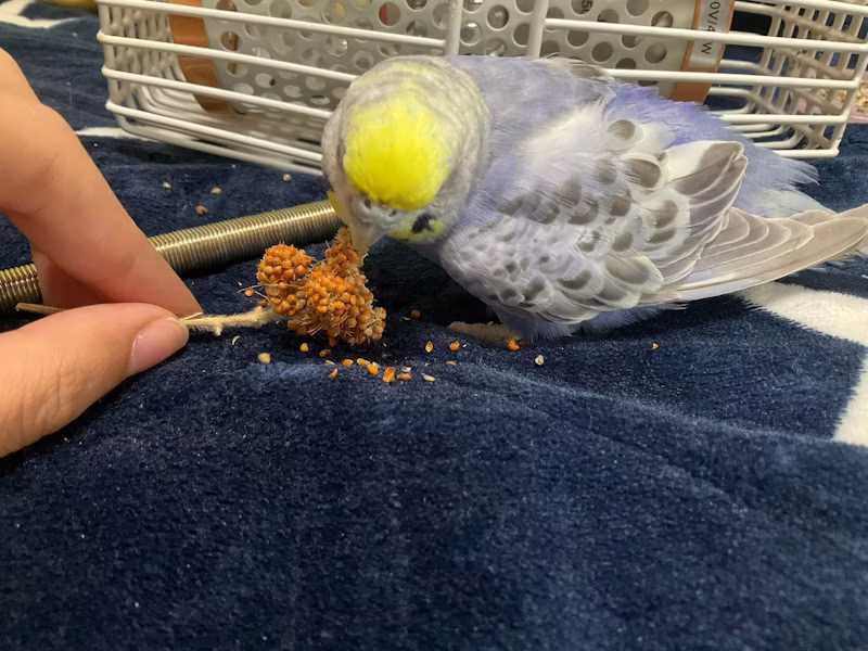 粟穂を食べるセキセイインコのぐれー