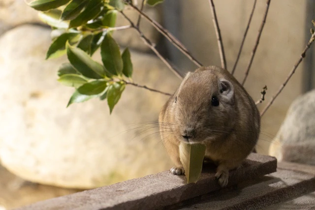 葉を食べるグンディ