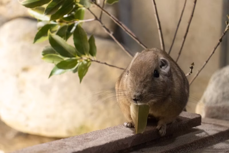 葉を食べるグンディ