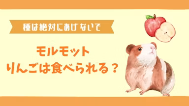 モルモットにりんごを与えるときは要注意！種の危険性と栄養を解説のサムネイル画像
