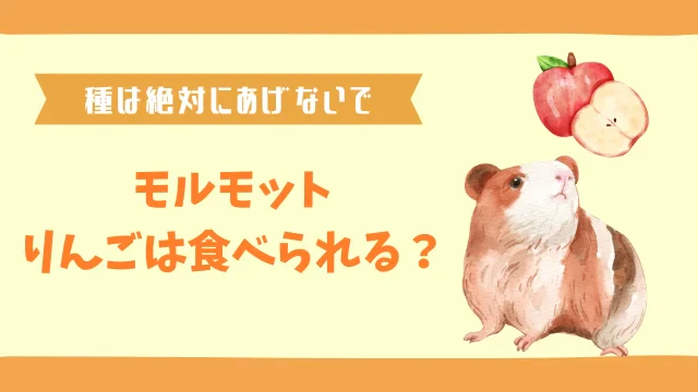 モルモットにりんごを与えるときは要注意！種の危険性と栄養を解説のサムネイル画像