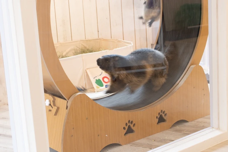 回し車をまわしているマーモット