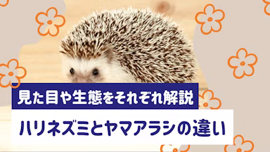 ハリネズミとヤマアラシの違いとは？見た目や生態、ペット飼育の可否を解説のサムネイル画像