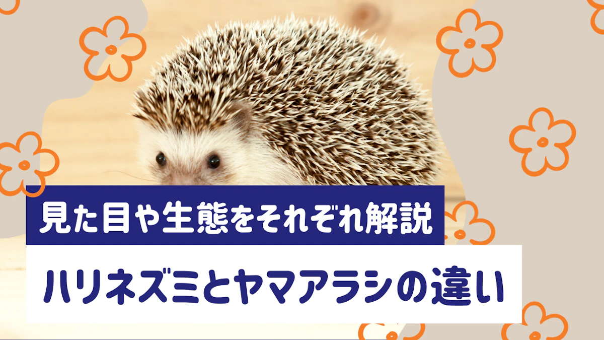 ハリネズミとヤマアラシの違いとは？見た目や生態、ペット飼育の可否を解説