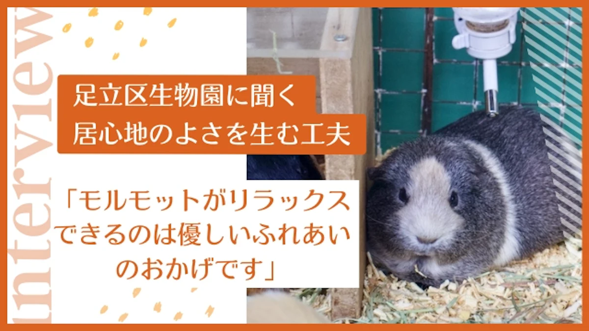 モルモットがリラックスできる場所は？　足立区生物園の工夫と“居心地の良さ”