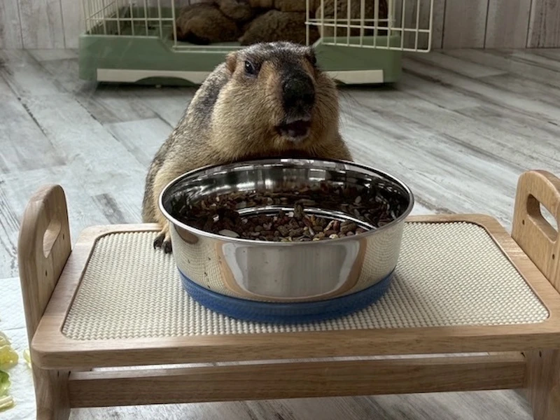 大好きなおやつを食べるマーモット